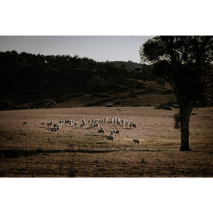 Walcha Road Lunch Mix Terrain 69km | 1 Day